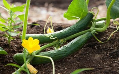 Slice of Life: A Refresher Course on Cucumbers