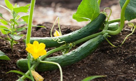 Slice of Life: A Refresher Course on Cucumbers