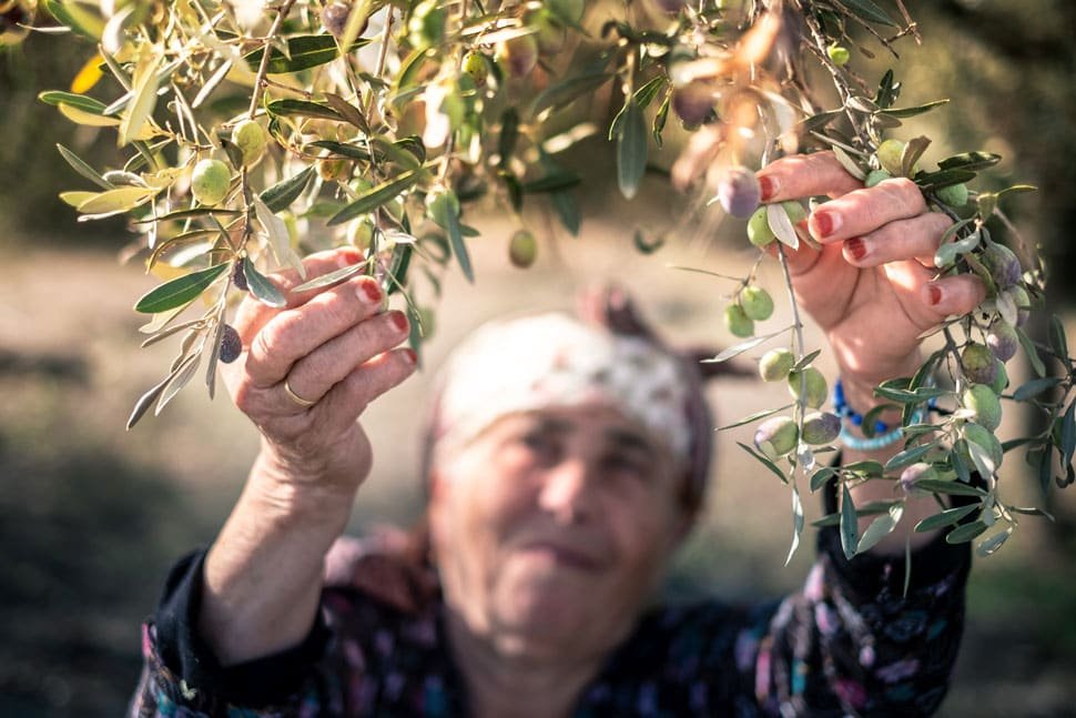 Ancient Olive Tree - Olives Unlimited