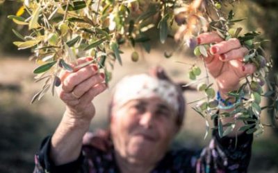 The Olive Tree is Surely the Richest Gift of Heaven