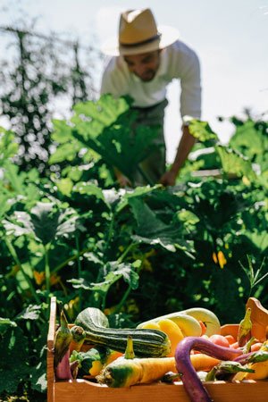 RWCdB Kitchen Garden - ALO Magazine