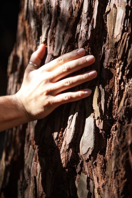 hand on tree canyon ranch woodside - ALO Magazine