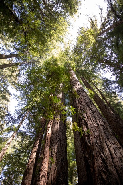 redwood trees canyon ranch woodside - ALO magazine