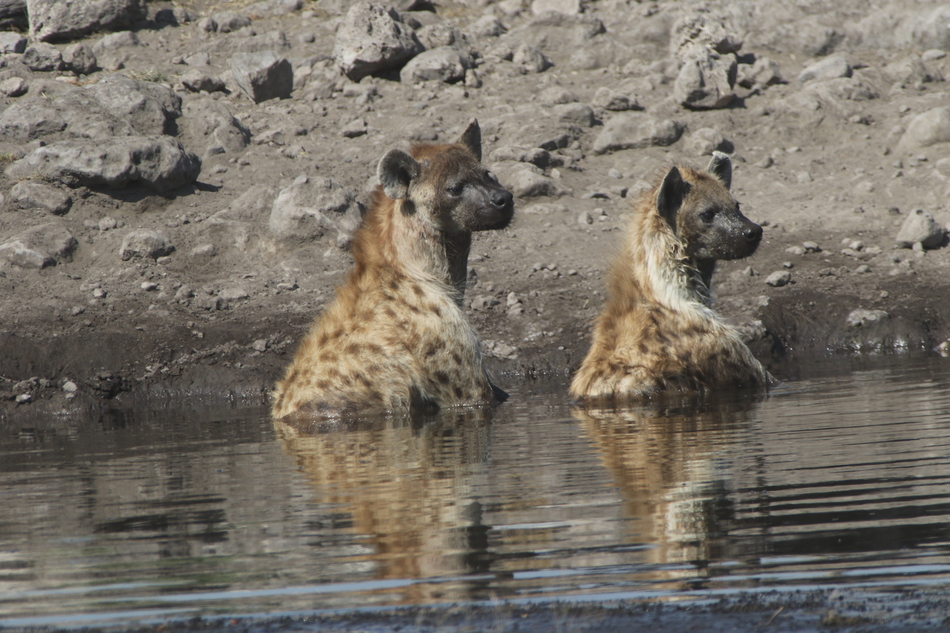 A pair of spotted hyena take a soak in a waterhole to contemplate their next move in Etosha National Park