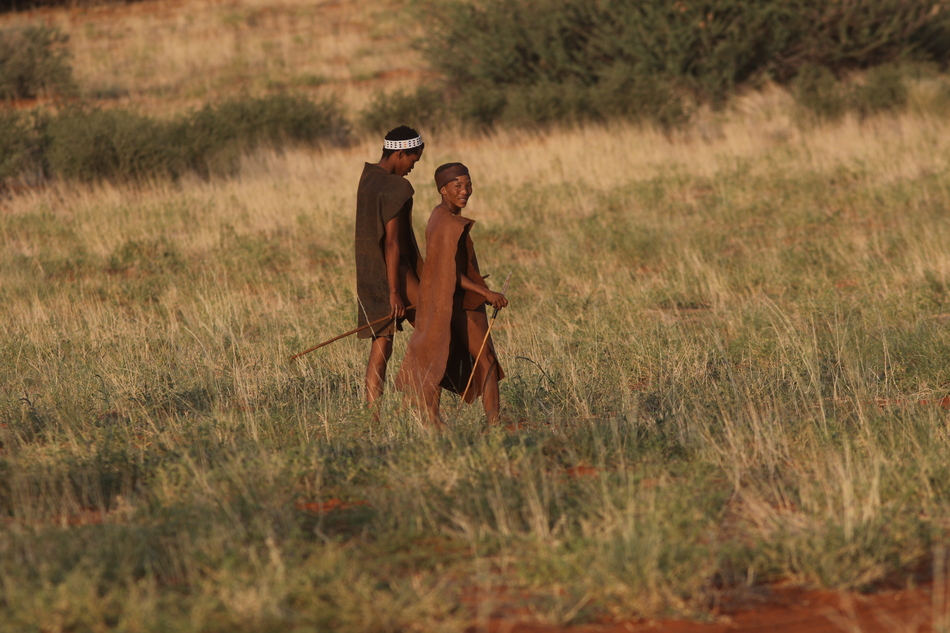 A walk in the Kalahari Desert. Two San Bushman wander into the vast Kalahari Desert