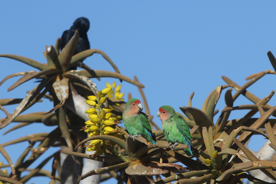 Perched at the top of a quiver tree, a pair of rosy-faced lovebirds brighten these desert aloes