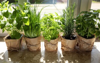Rooted in the Land: How Mediterranean Culinary Traditions Preserve the Planet—and Inspire the World