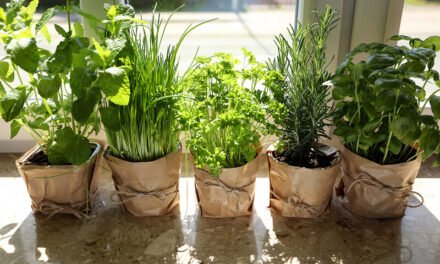 Rooted in the Land: How Mediterranean Culinary Traditions Preserve the Planet—and Inspire the World
