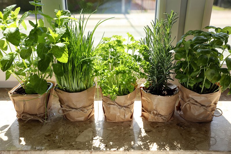 Rooted in the Land: How Mediterranean Culinary Traditions Preserve the Planet—and Inspire the World