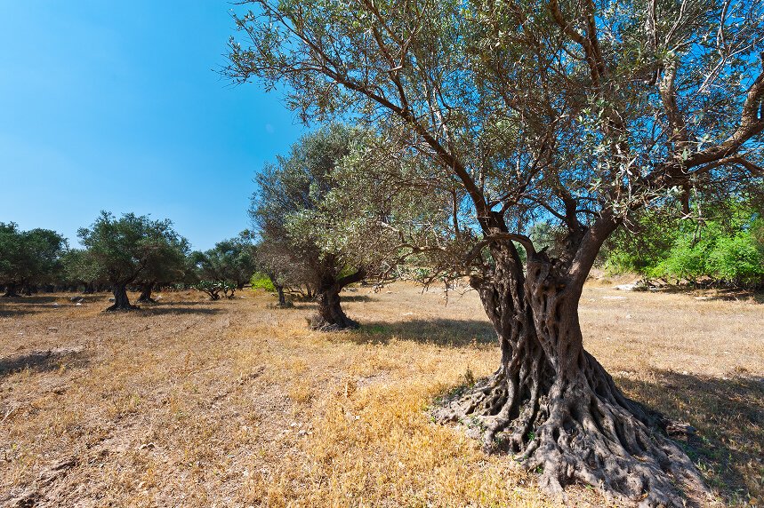 Ancient olive trees in Bchaaleh, Lebanon