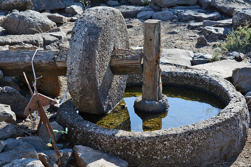 Olive branch and pressed oil