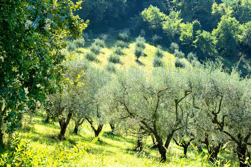 Olive groves across the Mediterranean