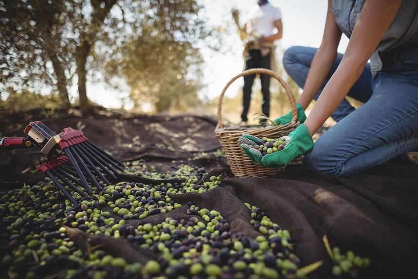 Harvest across MENA olive groves