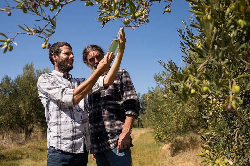 Family olive harvest passed down through generations