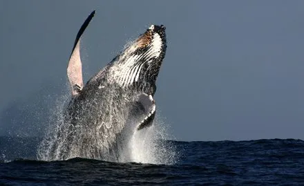 A Whale Of An Opera
