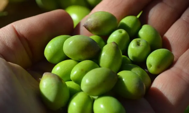 Olive Oil Producers Diamantis and Dino Pierrakos Define the (Liquid) Gold Standard