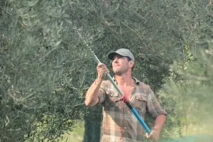 Diamantis harvesting