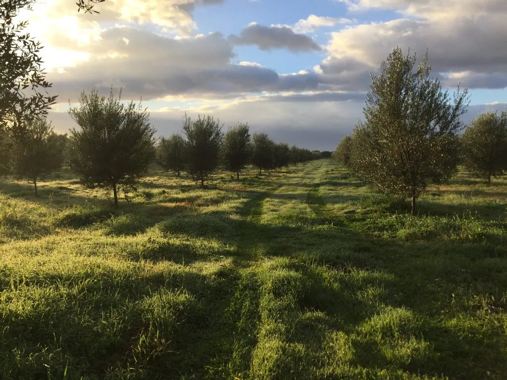 LaconikoOrchardLandscape