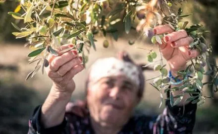 The Olive Tree is Surely the Richest Gift of Heaven
