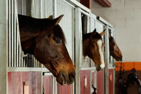 Equestrian at Coworth Park - ALO Magazine