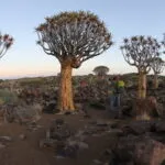 A landscape photographer searches for the perfect composition within the otherworldly Quiver Tree Forest