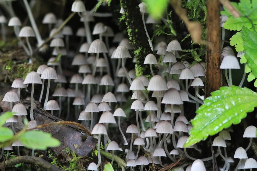 Rainforests teem with flora and fauna, including these dainty mushrooms Rainforests teem with flora and fauna, including these dainty mushrooms