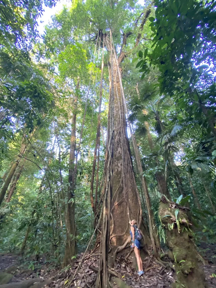 Staring up into the canopy of the rainforest in Corcovado National Park in the Osa Peninsula. Staring up into the canopy of the rainforest in Corcovado National Park in the Osa Peninsula.