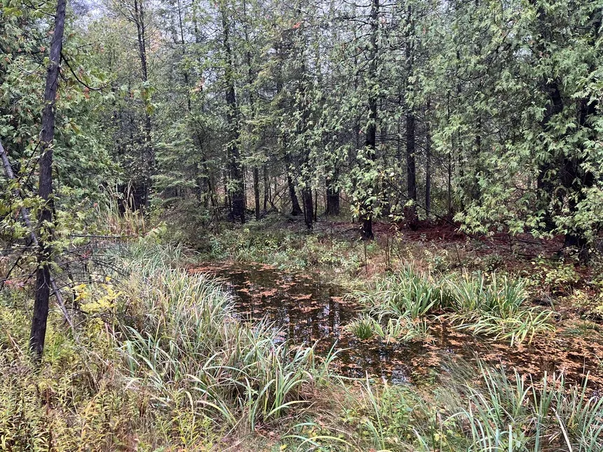 The Ridges Sanctuary remains virtually unchanged over the last 60 years because of The Nature Conservancy partnership