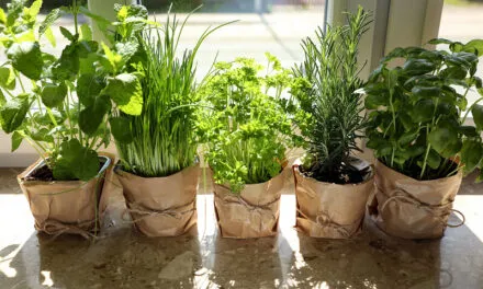 Rooted in the Land: How Mediterranean Culinary Traditions Preserve the Planet—and Inspire the World